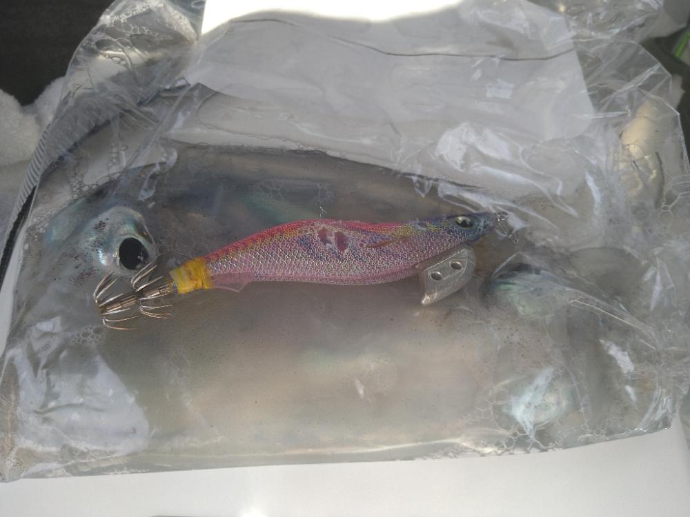 荒れ磯エギング