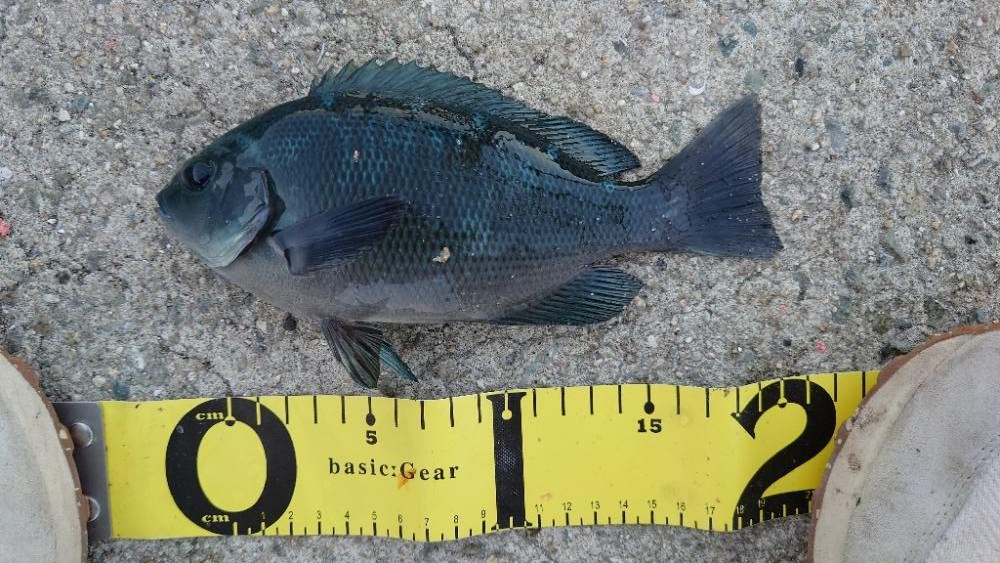 久しぶりに翼港