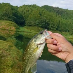 ライトリグで数釣り