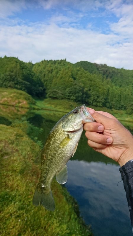 ライトリグで数釣り