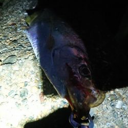 タ、ターポン！？