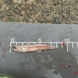 二度目のサゴシ