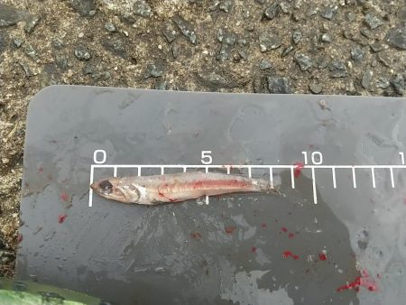 二度目のサゴシ