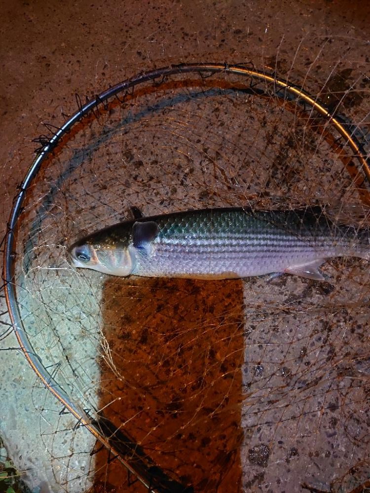 アジングでボラ