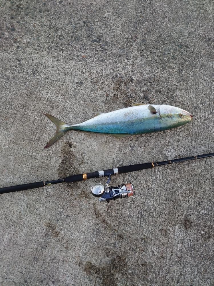 久しぶりのメジロ