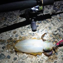 今年はまだまだアオリイカ