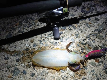 今年はまだまだアオリイカ