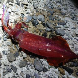 今年はエギングを長く楽しめる？