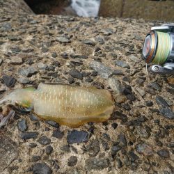 デイエギングの釣果!