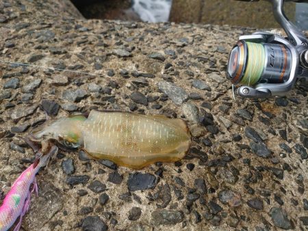 デイエギングの釣果!