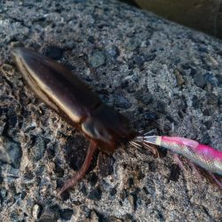 今年はどこでもエギング好調!