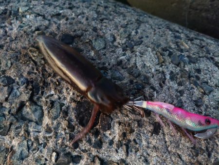 今年はどこでもエギング好調!