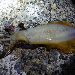 アオリイカも型揃いに