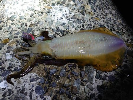 アオリイカも型揃いに