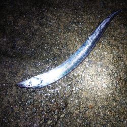 少し遅めの刀狩り!