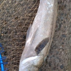 北西風で荒れ荒れ