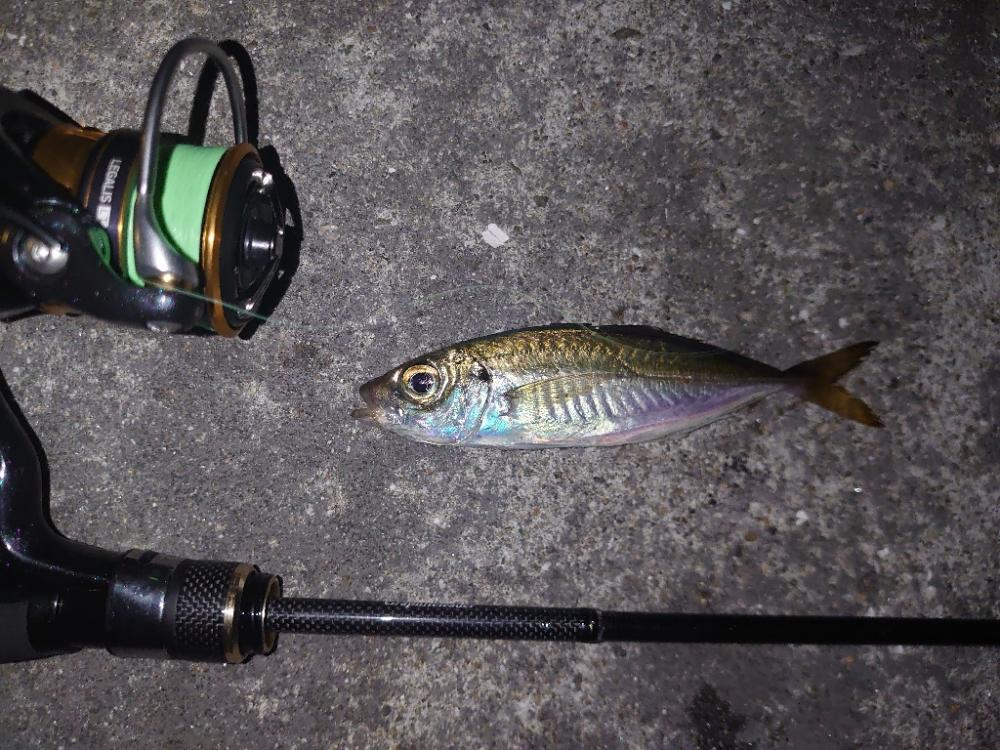 アオリイカ🦑とアジ🐟