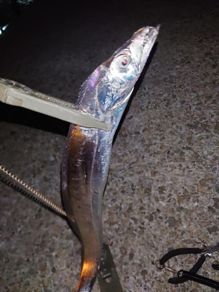 またまたタチウオテンヤ🎣