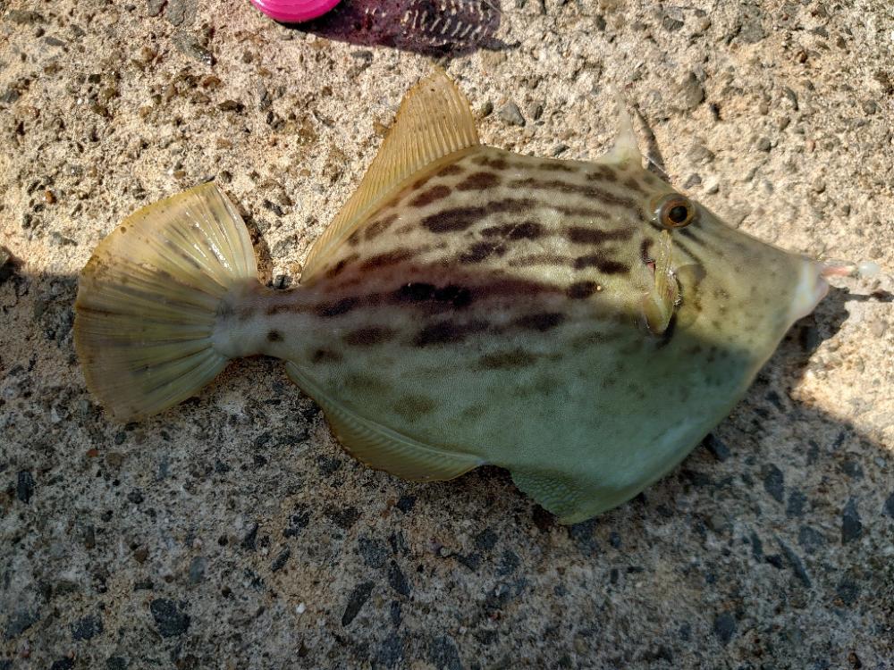 青物狙いのノマセ釣り🎣