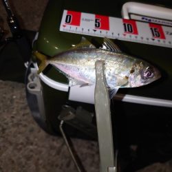 アジング釣行🎣