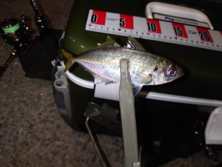 アジング釣行🎣