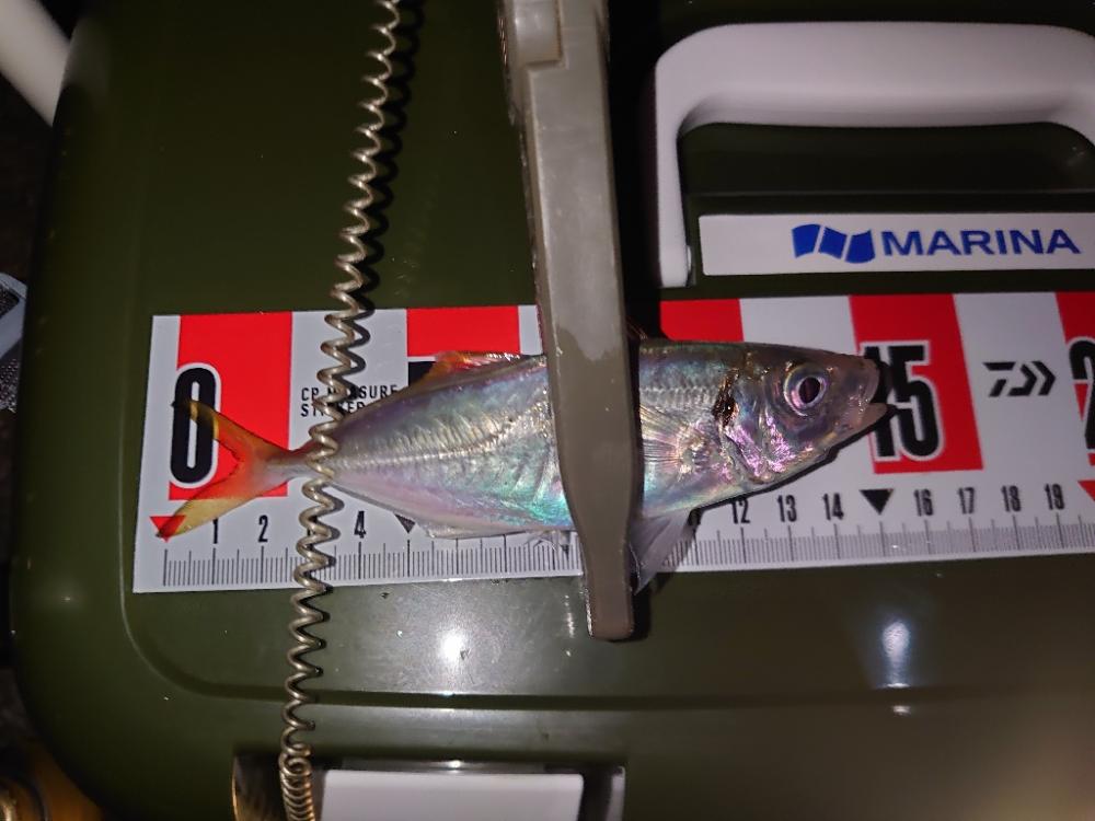 久しぶりのエビ撒き釣り🎣