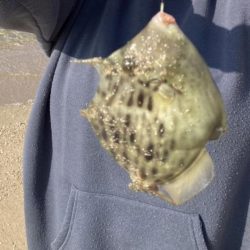 良型のカワハギが沢山釣れました