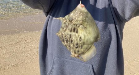 良型のカワハギが沢山釣れました