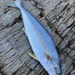 久しぶりの釣果