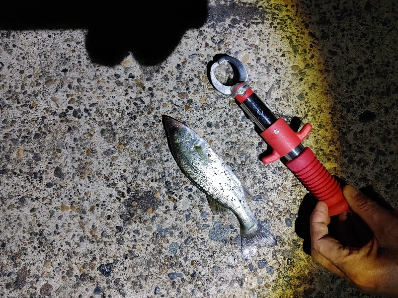 セイゴ2匹(18～23cm)