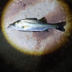 セイゴ3匹(19～22cm)