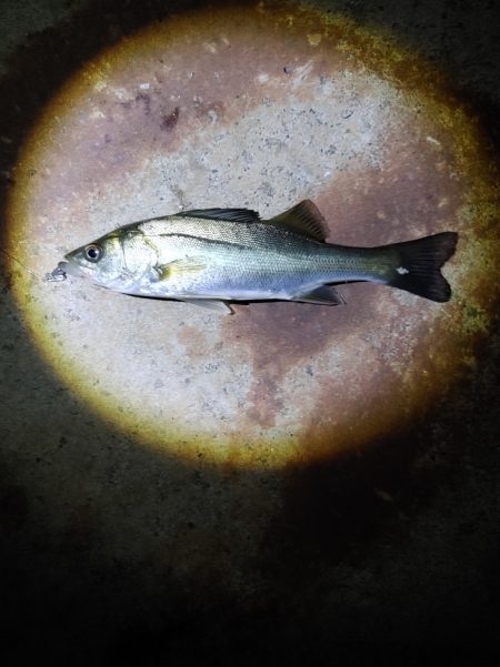 セイゴ3匹(19～22cm)