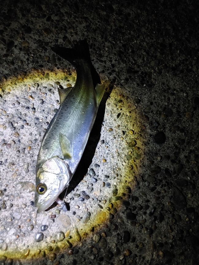 なんとか1本セイゴ22cm(^^;)