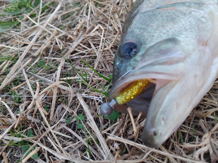 ブラックバス39cm