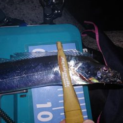 ワインド アジング