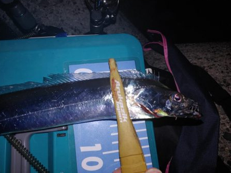 ワインド アジング