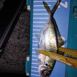 爆風ワインド、アジング