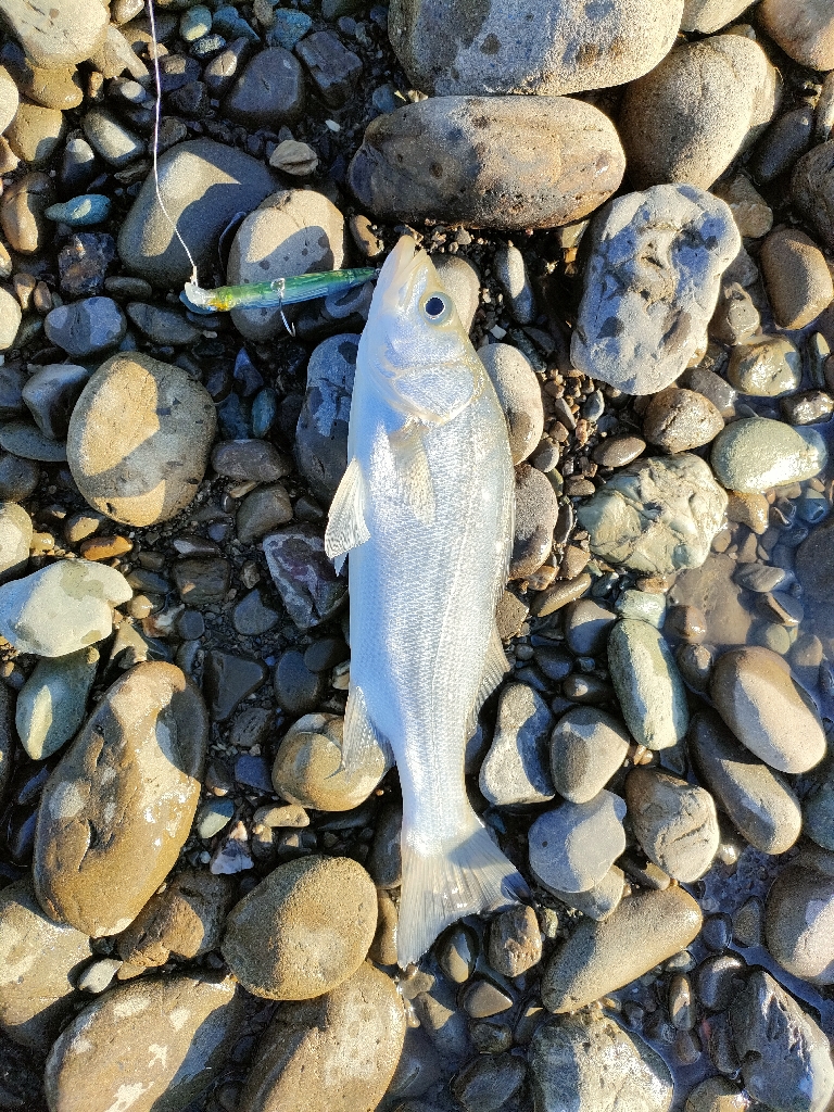 やっと見れたシーバス