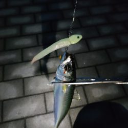 タチウオ釣果もサバのみ