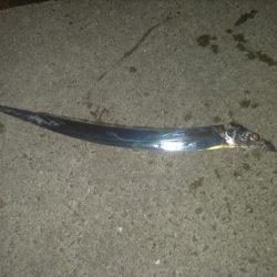 タチウオは釣れる