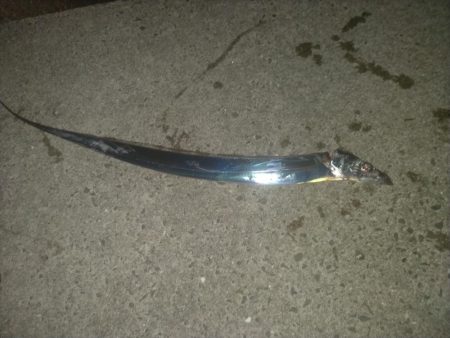 タチウオは釣れる