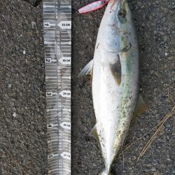 今季初メジロ（ワラサ）