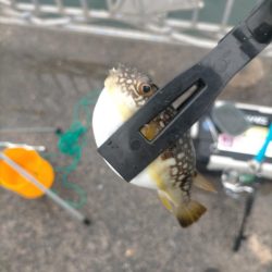 上手い人は釣る