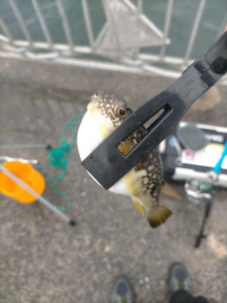 上手い人は釣る