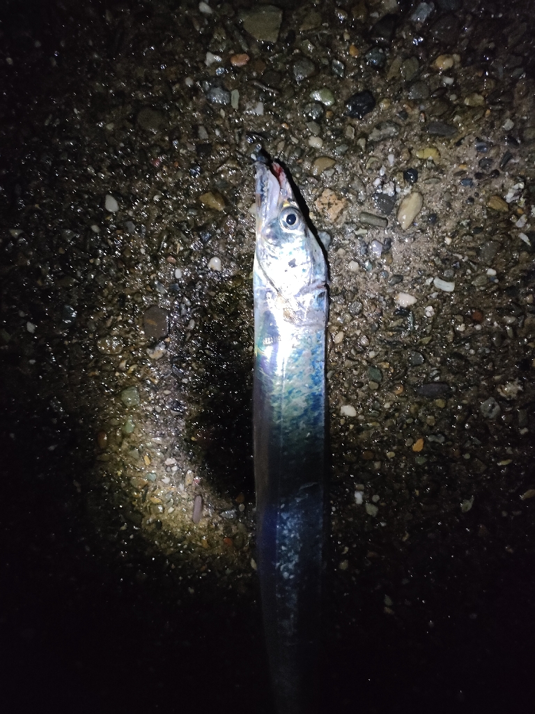 ２年ぶりのタチウオ