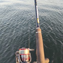 サゴシ&タチウオ