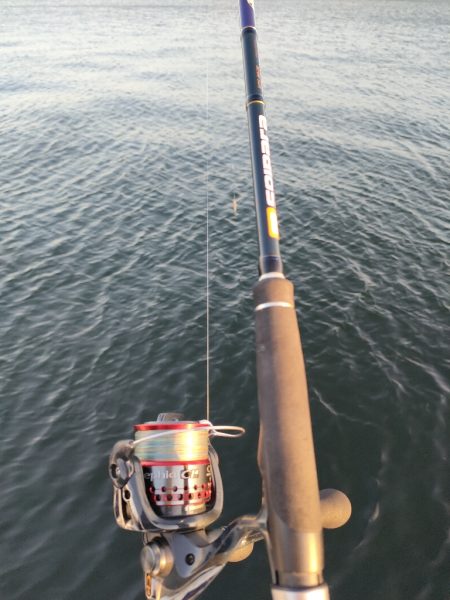 サゴシ&タチウオ