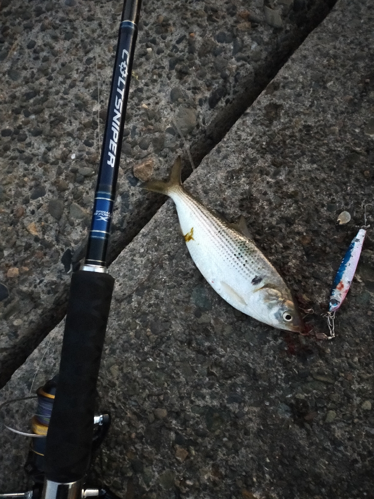 コノシロの大群襲来も…