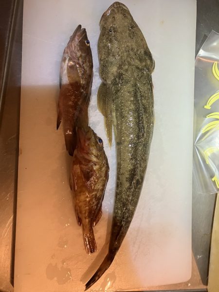 マゴチさんお久しぶり