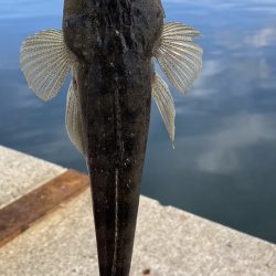 朝から釣り三昧